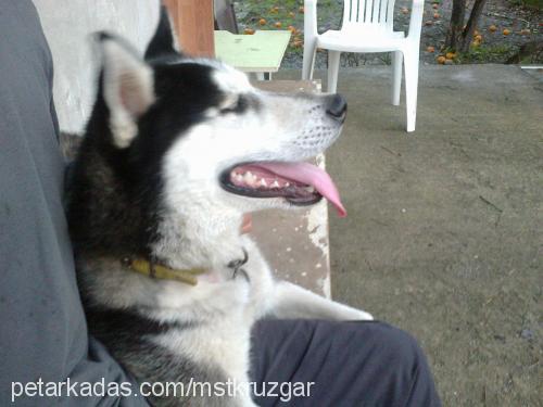 rüzgar Erkek Sibirya Kurdu (Husky)