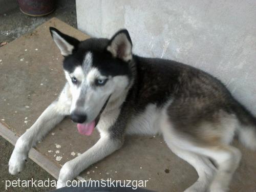 rüzgar Erkek Sibirya Kurdu (Husky)