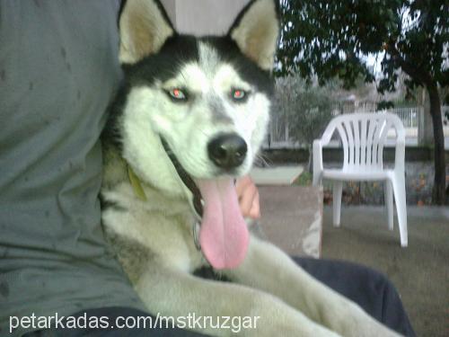 rüzgar Erkek Sibirya Kurdu (Husky)