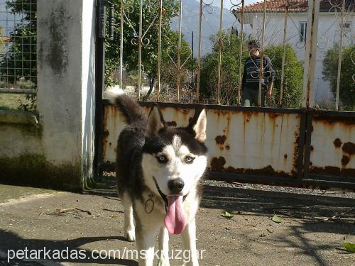 rüzgar Erkek Sibirya Kurdu (Husky)