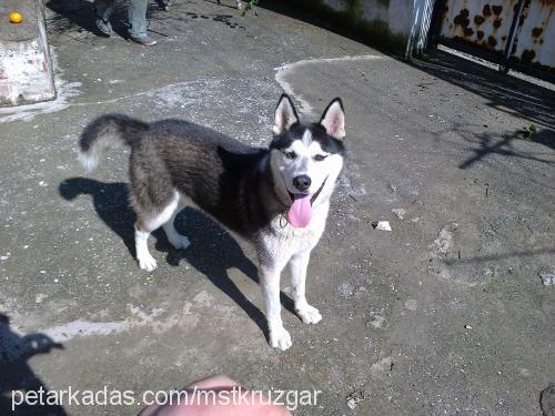 rüzgar Erkek Sibirya Kurdu (Husky)