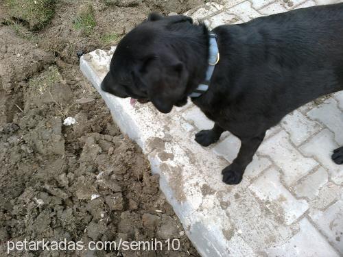 kirli Dişi Labrador Retriever