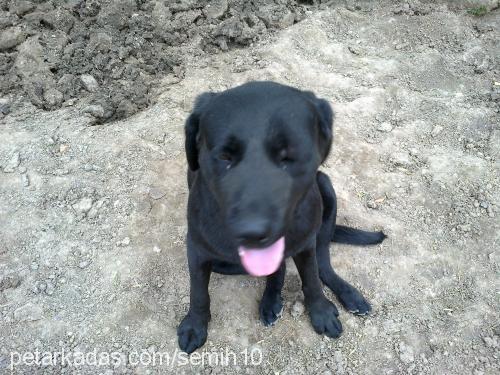 kirli Dişi Labrador Retriever