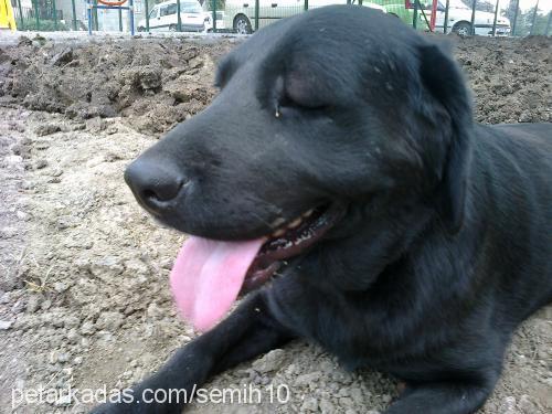 kirli Dişi Labrador Retriever