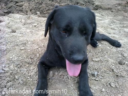 kirli Dişi Labrador Retriever