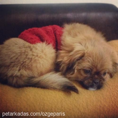 paris Dişi Pekingese