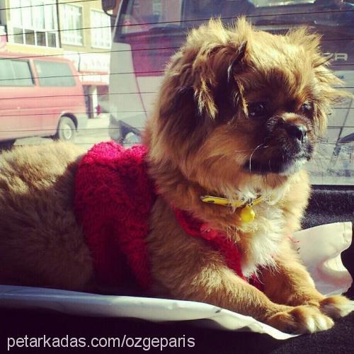 paris Dişi Pekingese