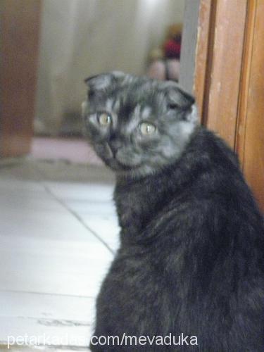 fenya Dişi Scottish Fold