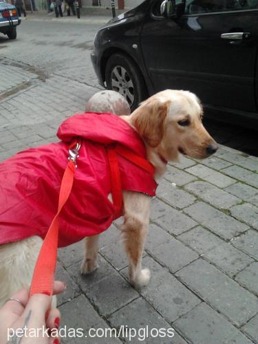 eisha Dişi Golden Retriever