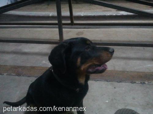 deyzi Dişi Rottweiler