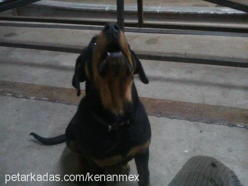 deyzi Dişi Rottweiler