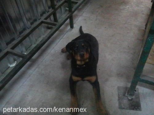 deyzi Dişi Rottweiler