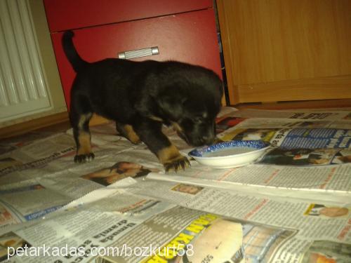 nakara Dişi Rottweiler