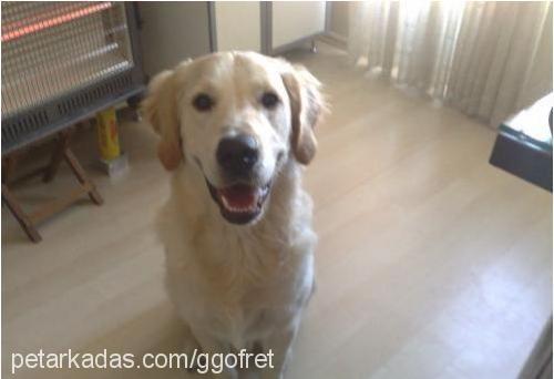 gofret Erkek Golden Retriever