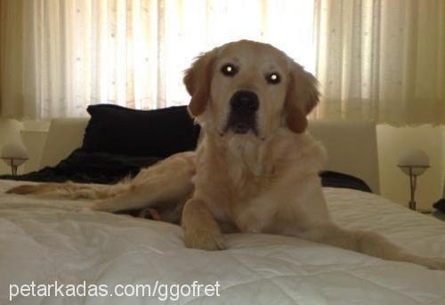 gofret Erkek Golden Retriever