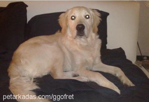 gofret Erkek Golden Retriever