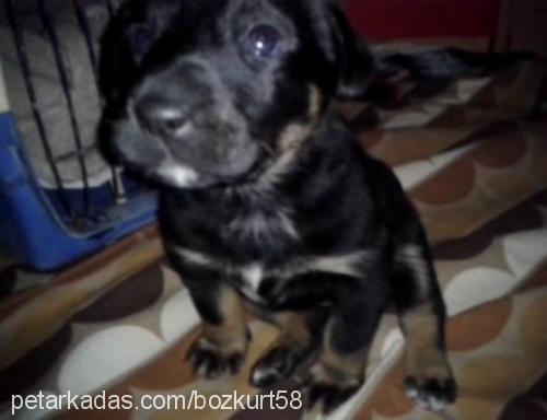 nakara Dişi Rottweiler