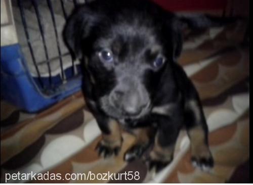 nakara Dişi Rottweiler