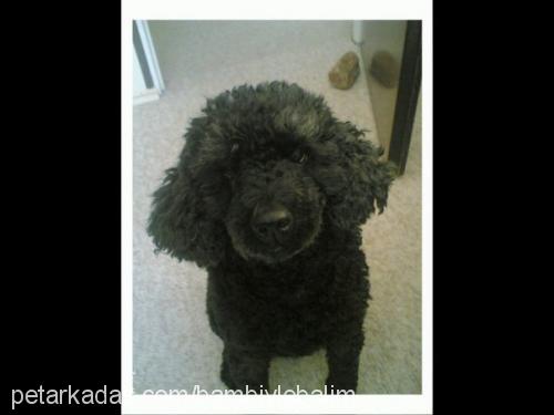 zeytin Dişi Poodle (Standart Kaniş)