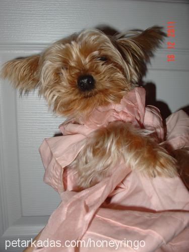 barbi Dişi Yorkshire Terrier