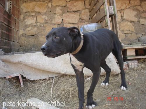 alaf Dişi Amerikan Pitbull Terrier