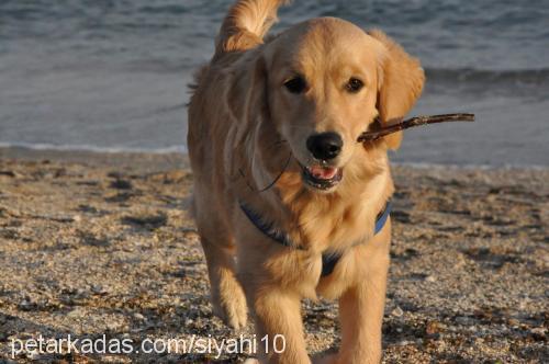 paşa Erkek Golden Retriever