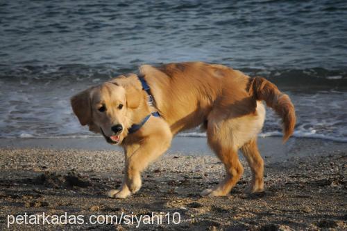 paşa Erkek Golden Retriever