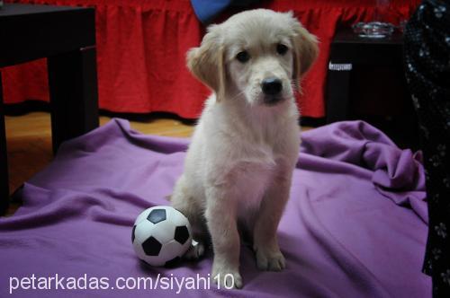 paşa Erkek Golden Retriever