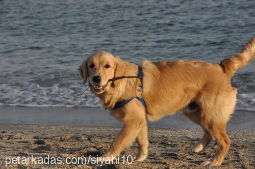 paşa Erkek Golden Retriever