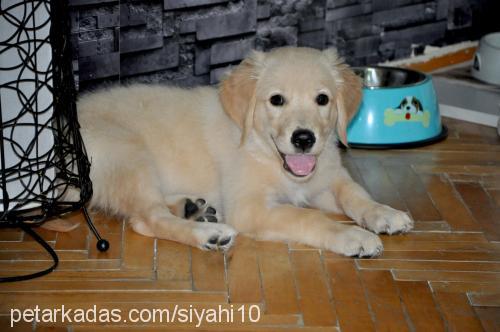 paşa Erkek Golden Retriever