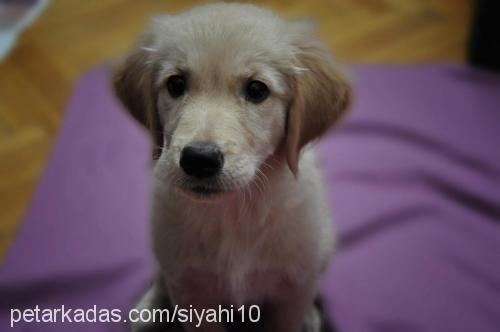 paşa Erkek Golden Retriever