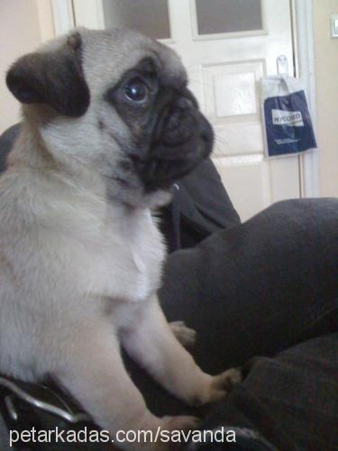 violetta Dişi Pug