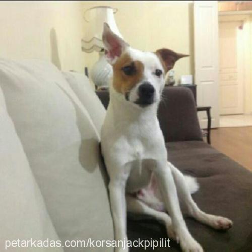 korsanjackpipil Erkek Jack Russell Terrier