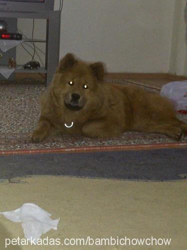 bambİ Dişi Chow Chow