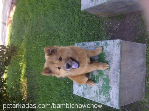 bambİ Dişi Chow Chow