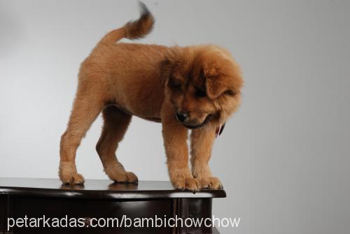 bambİ Dişi Chow Chow