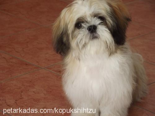 köpük Erkek Shih-Tzu