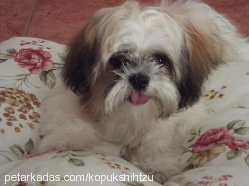 köpük Erkek Shih-Tzu