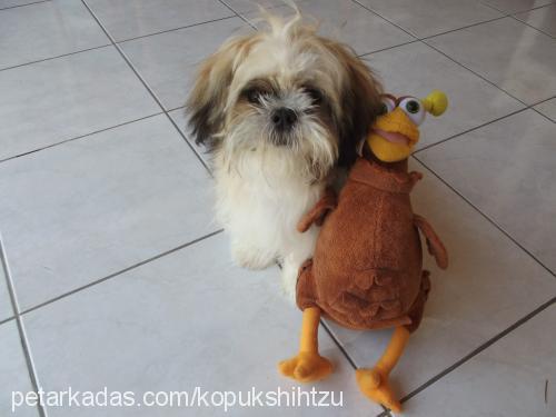 köpük Erkek Shih-Tzu