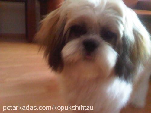 köpük Erkek Shih-Tzu