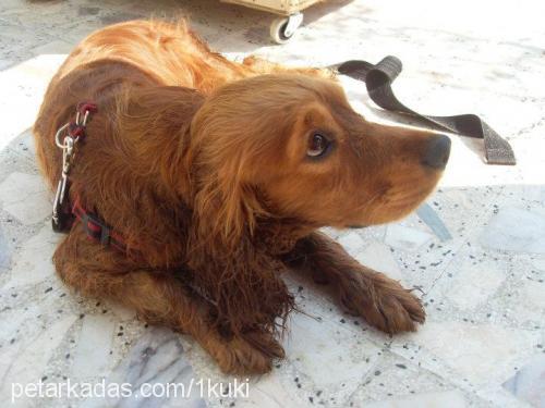 kuki Erkek İngiliz Cocker Spaniel