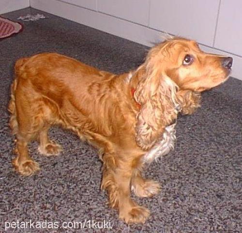 kuki Erkek İngiliz Cocker Spaniel