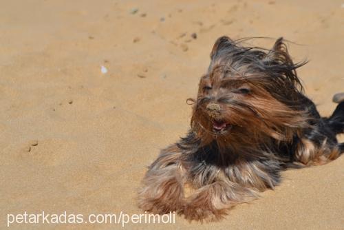 peri Dişi Yorkshire Terrier