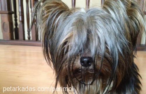 peri Dişi Yorkshire Terrier