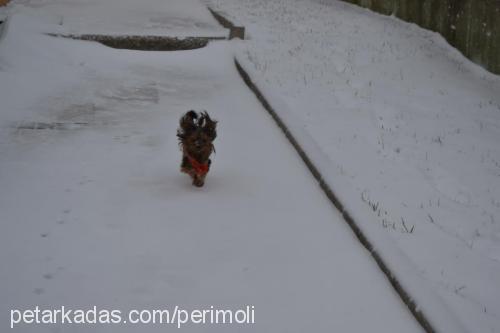 peri Dişi Yorkshire Terrier