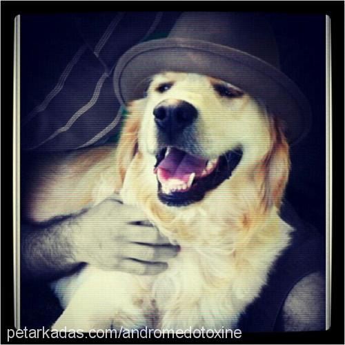 boss Erkek Golden Retriever