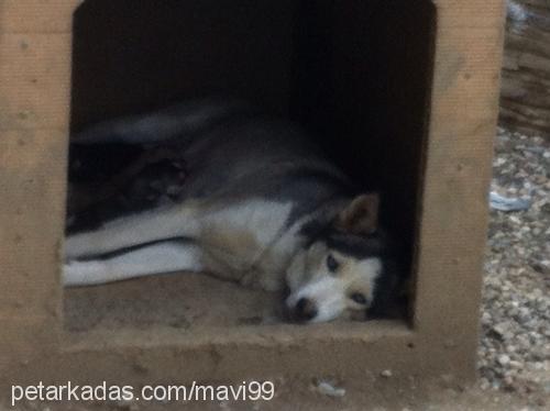 mavi Dişi Sibirya Kurdu (Husky)