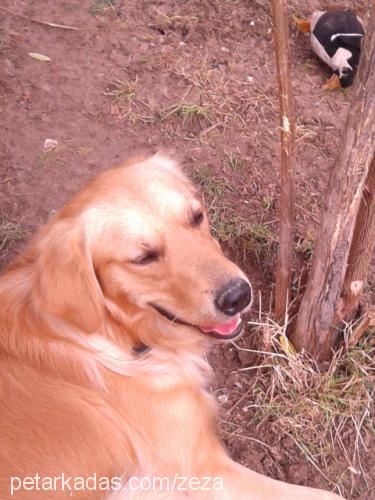 paşa Erkek Golden Retriever