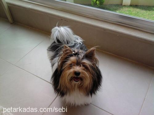 adonis Erkek Yorkshire Terrier