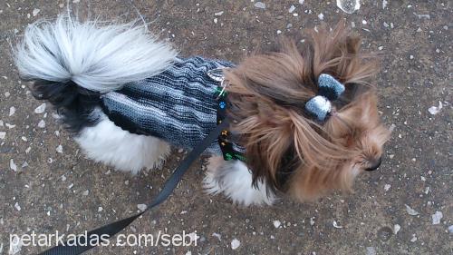 adonis Erkek Yorkshire Terrier